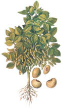 Noorderlog soja