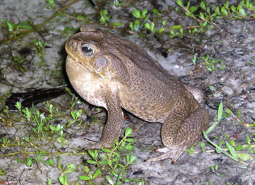 Cane toad