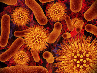 bacterien