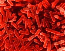 Foto legionella-bacterie