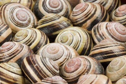Slakkenhuisjes Naturalis