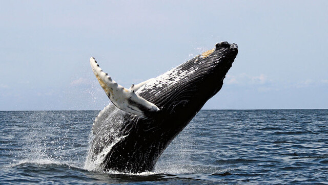 Override of the title bultrug walvis