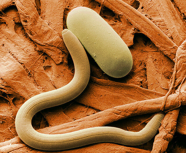 Override of the title nematode