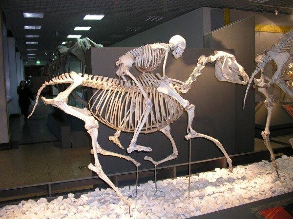 Man en paard
