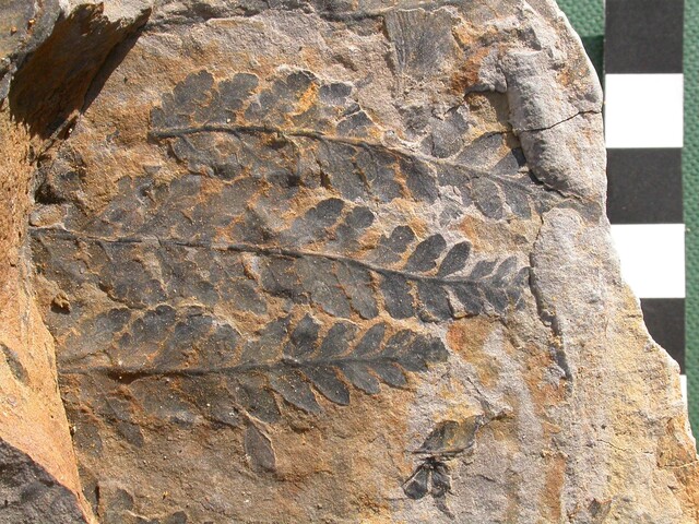 Override of the title zaadvaren