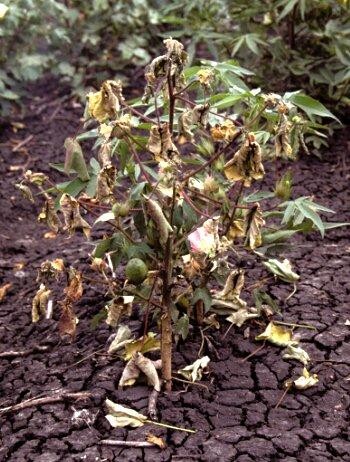 schimmel op katoenplant
