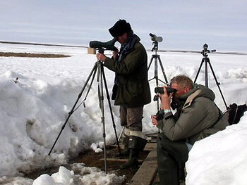 Noorderlicht - vogels bestuderen in Siberie