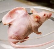 muis met oor