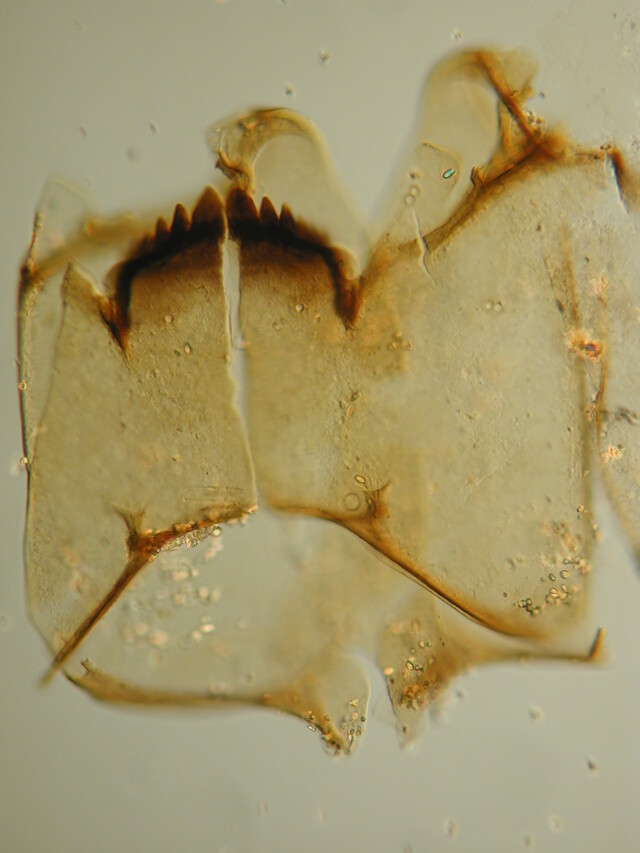 Override of the title Heterotrissocladius grimshawi