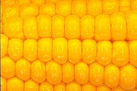 maiskorrels