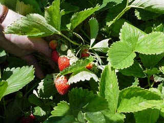 Override of the title aardbeienplant