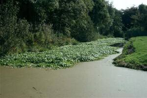 waternavel
