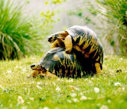 Override of the title schildpaddenseks
