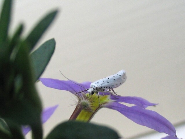 stippelmot