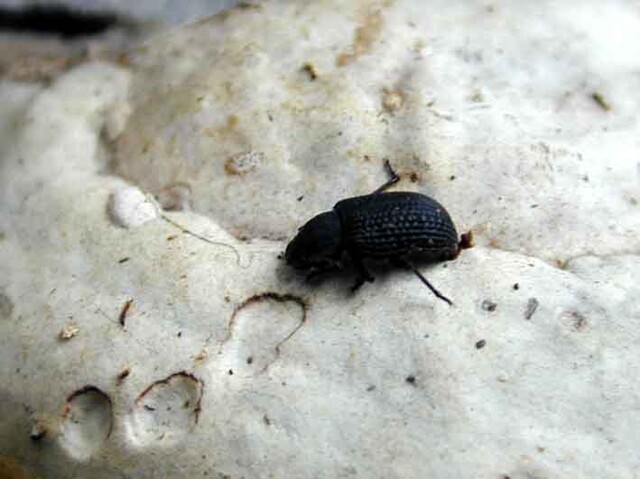 Override of the title Bolitophagus reticulatus
