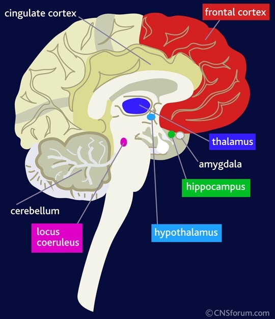 Override of the title Schematische weergave van de hersengebieden die veranderen door een posttraumatisch stress-syndroom