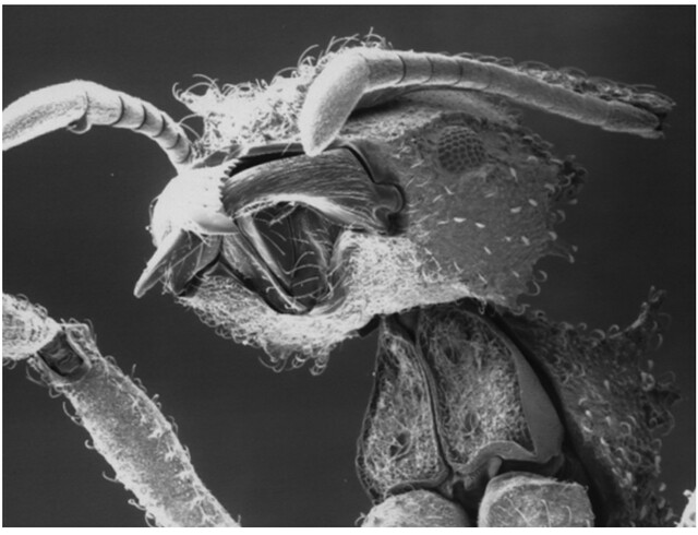 mier met bacterien 1