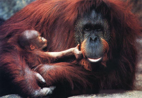 Orang-oetan met jong
