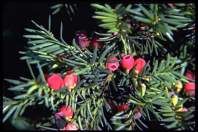 Override of the title Taxus Baccata