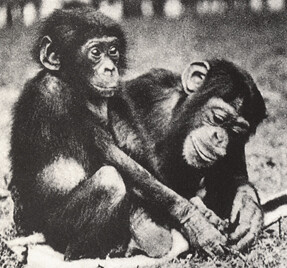 Noorderlicht: webdoc bonobo-bo Artis