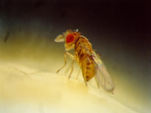 Override of the title Close up foto van de minuscule Trichogramma sluipwesp