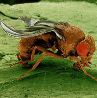 Override of the title fruitvlieg (Drosophila melanogaster)