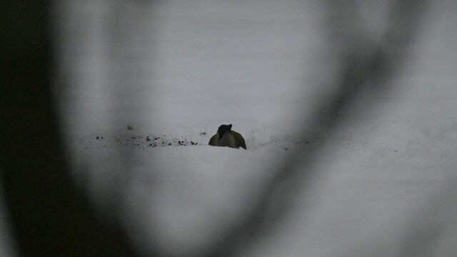 Groene Specht zoekt naar eten onder de sneeuw