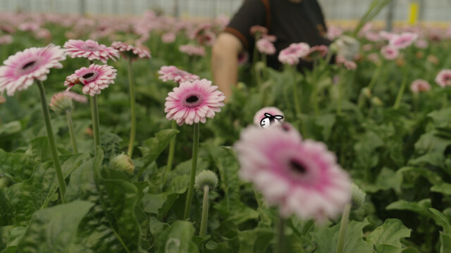 Hoe wordt een boeket bloemen gemaakt? | PatsBoemKledder!