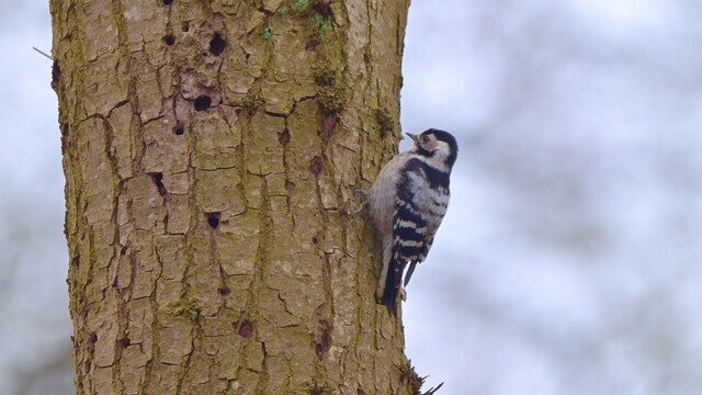 Roffelende- en foeragerende kleine bonte spechten