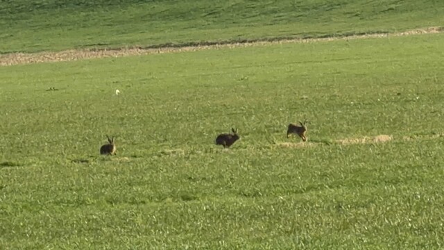 Spelende hazen langs de Maas