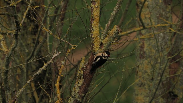 Grote bonte specht aan het werk