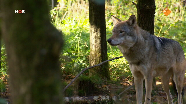 NOS Journaal in Makkelijke Taal