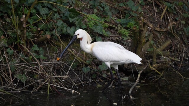 Lepelaar verzamelt nestmateriaal