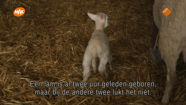 Override of the title De dierenarts van Yorkshire