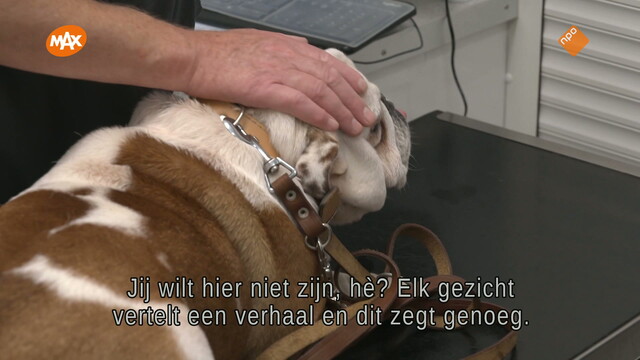 Override of the title De dierenarts van Yorkshire