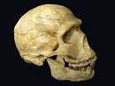 schedel van een Neanderthaler